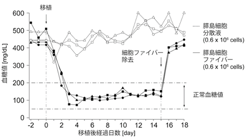 膵島細胞ファイバーの移植による糖尿病マウスの血糖値の推移