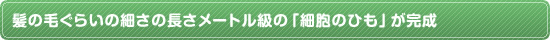 髪の毛ぐらいの細さの長さメートル級の「細胞のひも」が完成