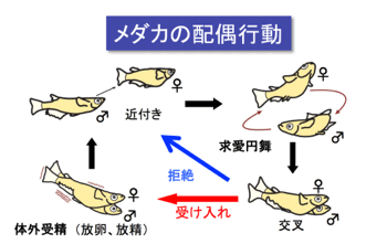 図版提供：竹内秀明