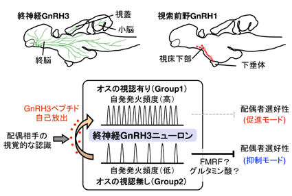 配偶の相手を視覚的な認識した結果、GnRH3ペプチドの放出が促進され、GnRH3ニューロン活動が活発化し、オスの好みを抑制している機構がオフになる(=恋心のスイッチがオンになる)