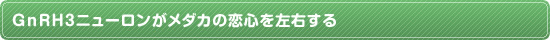 GnRH3ニューロンがメダカの恋心を左右する