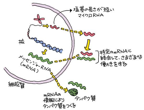 と は rna