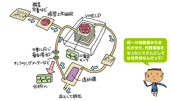 Minimal Mammal in vitro Model(最小哺乳類in vitroモデル)の概念図