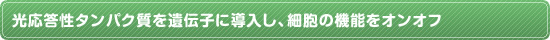 光応答性タンパク質を遺伝子に導入し、細胞の機能をオンオフ