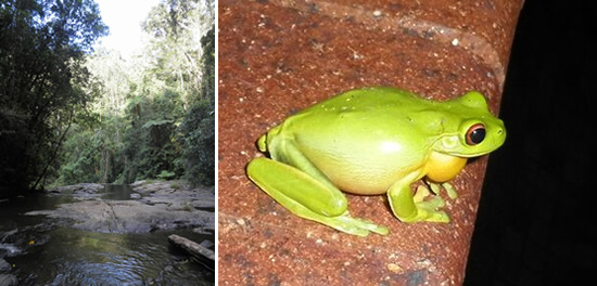 フィールド調査を行ったオーストラリアの国立公園とそこに棲むアカメアマガエル