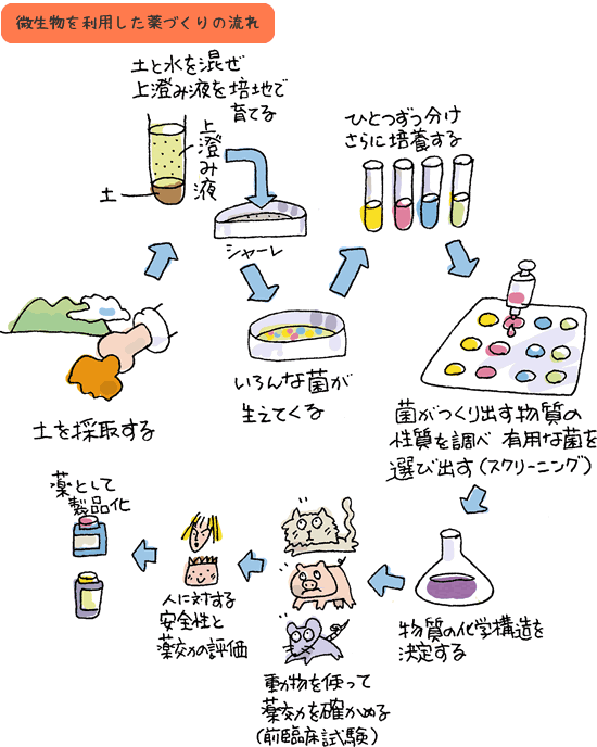 微生物から薬ができるまで