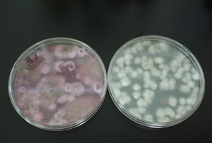 採取した土から培養された菌などの微生物を種類別に分離