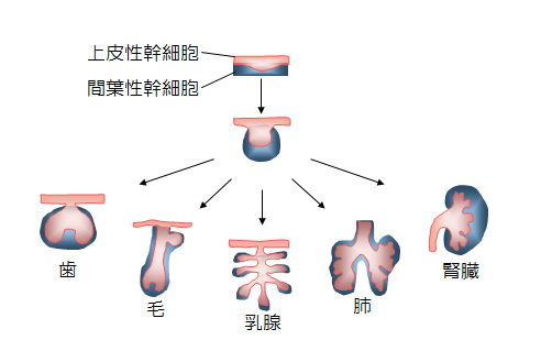ほとんどすべての器官は上皮性幹細胞と間葉性幹細胞から誘導された「器官原基」から発生する