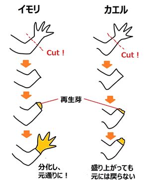 第31回 いま注目の最先端研究 技術探検 中高生と いのちの不思議 を考える 生命科学dokidoki研究室