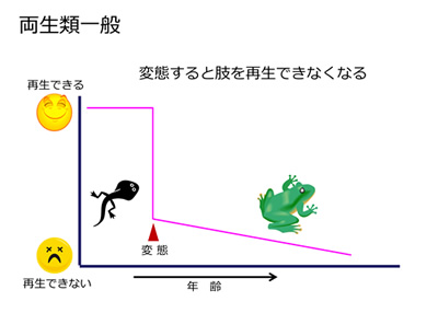 両生類一般