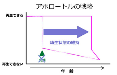 アホロートルの戦略