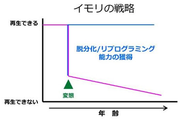 イモリの戦略