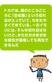 トカゲは、尾のところどころに「自切面」という切れ目が入っていて、ちぎれやすくできている。一方イモリには、そんな切れ目はないけど、からだのさまざまな部位が損傷しても再生できるんだ