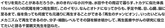 イモリを見たことがあるだろうか。水のきれいな小川や池、水田やその周辺で暮らす、トカゲに似た体長10cmぐらいの尻尾を持つ両生類だ。このイモリ、なんとオトナになってからも、手足や尾、目、心臓、脳に至るまで、傷を負っても何度でも元通りに再生することができる「再生のチャンピオン」。いったいどんなメカニズムで再生できるのか、分子・細胞レベルでその謎を解き明かして、再生医療やがんの研究に役立てたいと語る千葉親文先生を訪ねた。