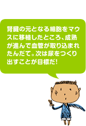 腎臓の元となる細胞をマウスに移植したところ、成熟が進んで血管が取り込まれたんだて。次は尿をつくり出すことが目標だ！