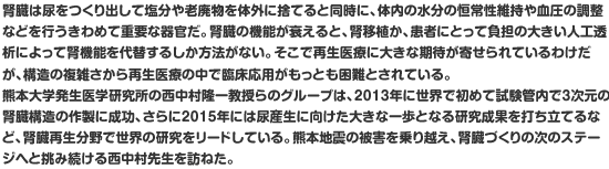 腎臓は尿をつくり出して塩分や老廃物を体外に捨てると同時に、体内の水分の恒常性維持や血圧の調整などを行うきわめて重要な器官だ。腎臓の機能が衰えると、腎移植か、患者にとって負担の大きい人工透析によって腎機能を代替するしか方法がない。そこで再生医療に大きな期待が寄せられているわけだが、構造の複雑さから再生医療の中で臨床応用がもっとも困難とされている。
熊本大学発生医学研究所の西中村隆一教授らのグループは、2013年に世界で初めて試験管内で3次元の腎臓構造の作製に成功、さらに2015年には尿産生に向けた大きな一歩となる研究成果を打ち立てるなど、腎臓再生分野で世界の研究をリードしている。熊本地震の被害を乗り越え、腎臓づくりの次のステージへと挑み続ける西中村先生を訪ねた。