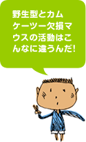 野生型とカムケーツー欠損マウスの活動はこんなに違うんだ！