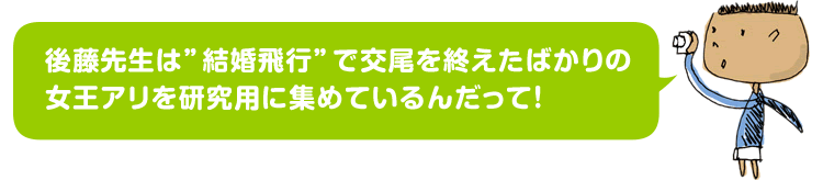 後藤先生は”結婚飛行”で交尾を終えたばかりの女王アリを研究用に集めているんだって！