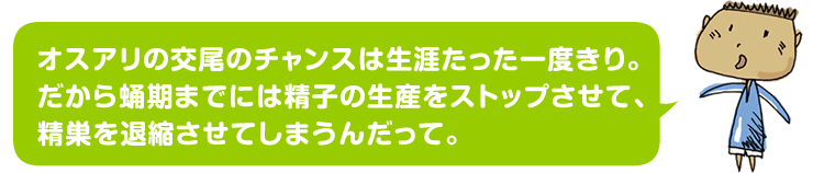 オスアリの交尾のチャンスは生涯たった一度きり。だから蛹期までには精子の生産をストップさせて、精巣を退縮させてしまうんだって。