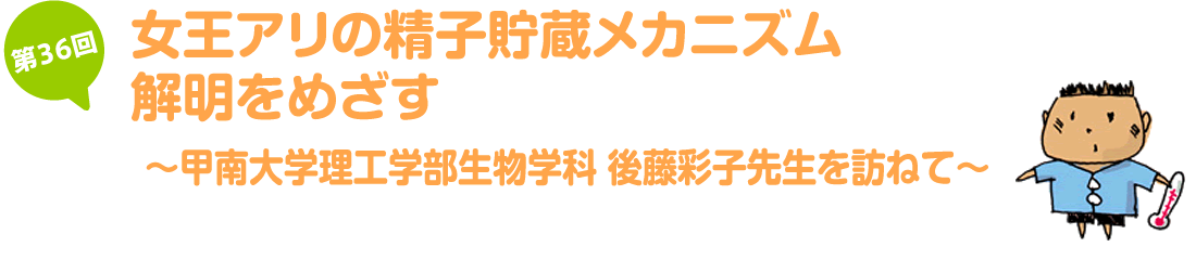 女王アリの精子貯蔵メカニズム解明をめざす～甲南大学理工学部生物学科　後藤彩子先生を訪ねて～