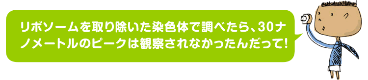 リボソームを取り除いた染色体で調べたら、30ナノメートルのピークは観察されなかったんだって!