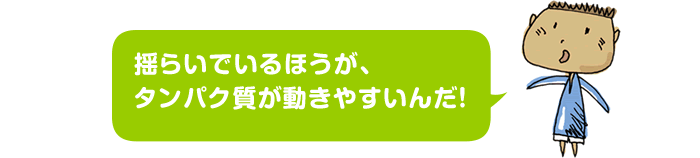 揺らいでいるほうが、タンパク質が動きやすいんだ！