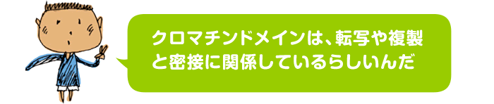 クロマチンドメインは、転写や複製と密接に関係しているらしいんだ