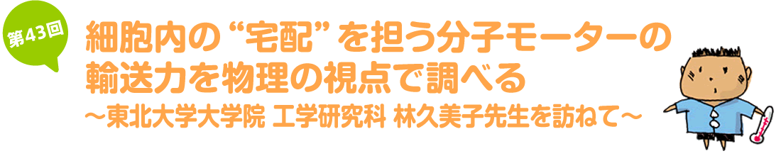 細胞内の“宅配”を担う分子モーターの輸送力を物理の視点で調べる～東北大学大学院 工学研究科 林久美子先生を訪ねて～