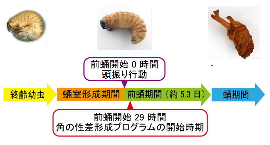 カブトムシ 幼虫 から 蛹 に なる まで