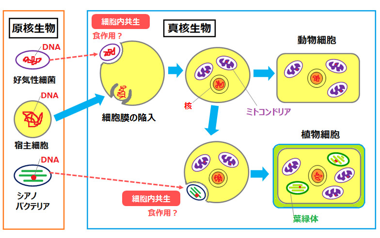 の 真 原核 違い 生物 核 と 生物 原核生物と真核生物の転写の違い？