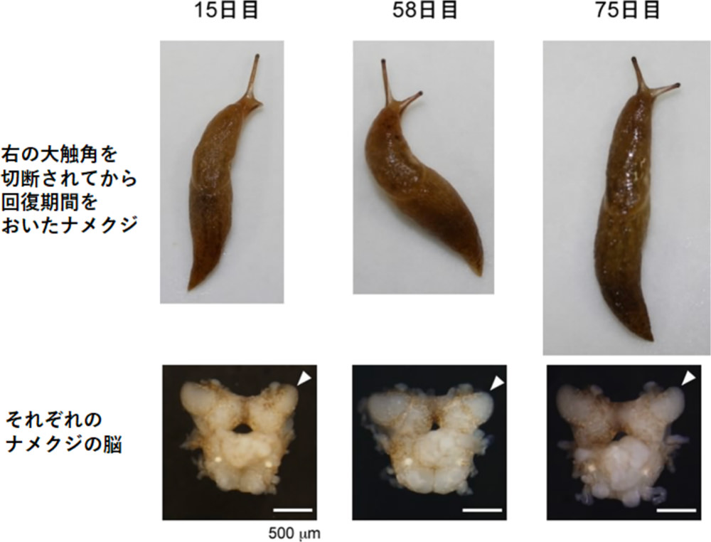 第51回 いま注目の最先端研究 技術探検 中高生と いのちの不思議 を考える 生命科学dokidoki研究室