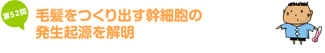 毛髪をつくり出す幹細胞の発生起源を解明