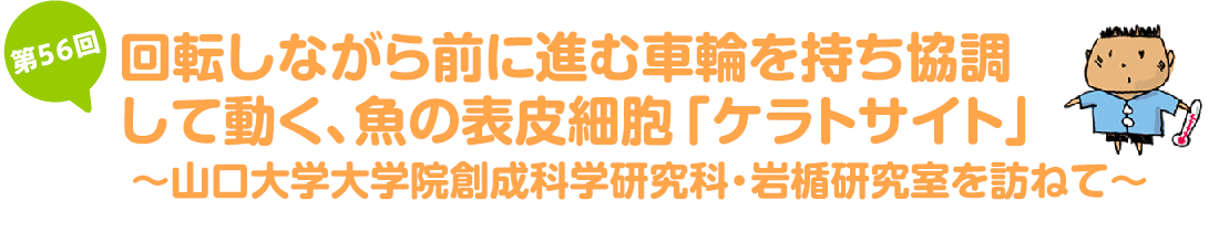 回転しながら前に進む車輪を持ち協調して動く、魚の表皮細胞「ケラトサイト」~山口大学大学院創成科学研究科・岩楯研究室を訪ねて~