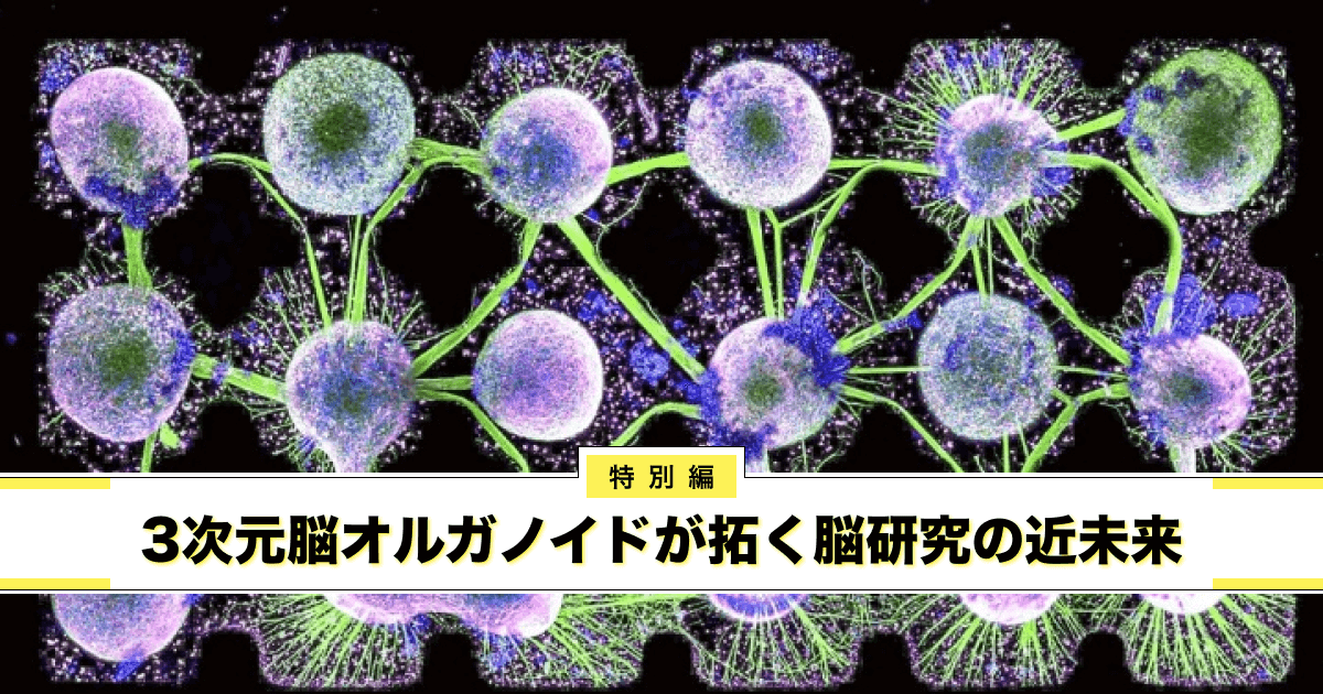 特別編 脳オルガノイドが拓く脳研究の近未来 | 中高生と“いのちの